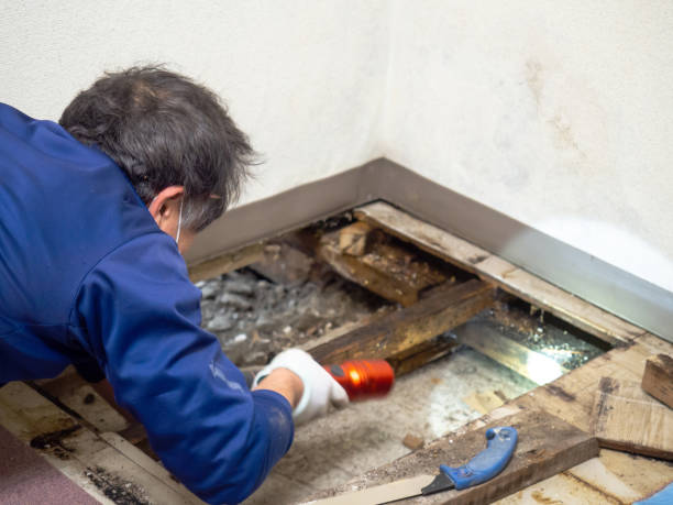 Certified Mold Removal in Madison, WV