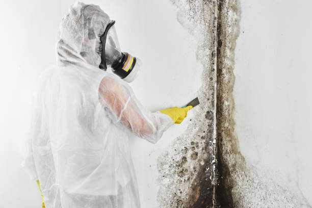 Best Mold Removal Near Me  in Madison, WV