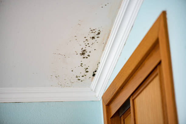 Best Mold Damage Repair  in Madison, WV
