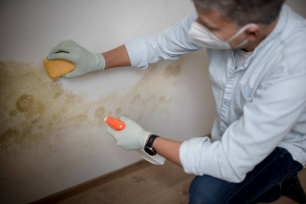 Best Toxic Mold Removal  in Madison, WV