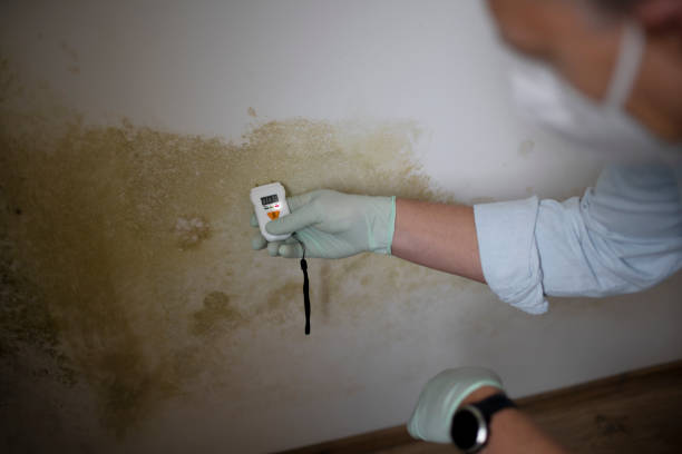 Best Mold Inspection  in Madison, WV