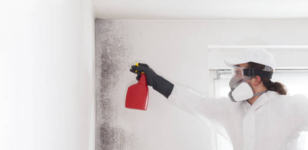 Best Local Mold Removal Service  in Madison, WV