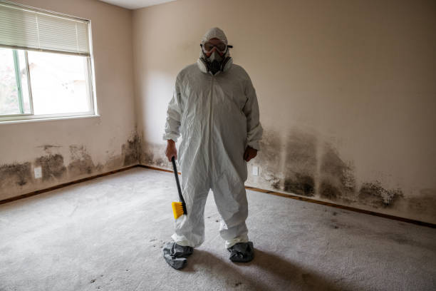 Attic Mold Removal in Madison, WV