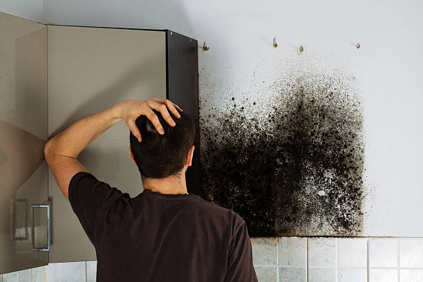 Best Residential Mold Removal  in Madison, WV
