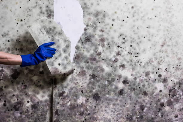 Best Home Mold Removal  in Madison, WV
