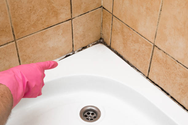 Best Crawl Space Mold Removal  in Madison, WV