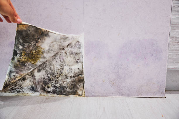 Best Emergency Mold Removal  in Madison, WV